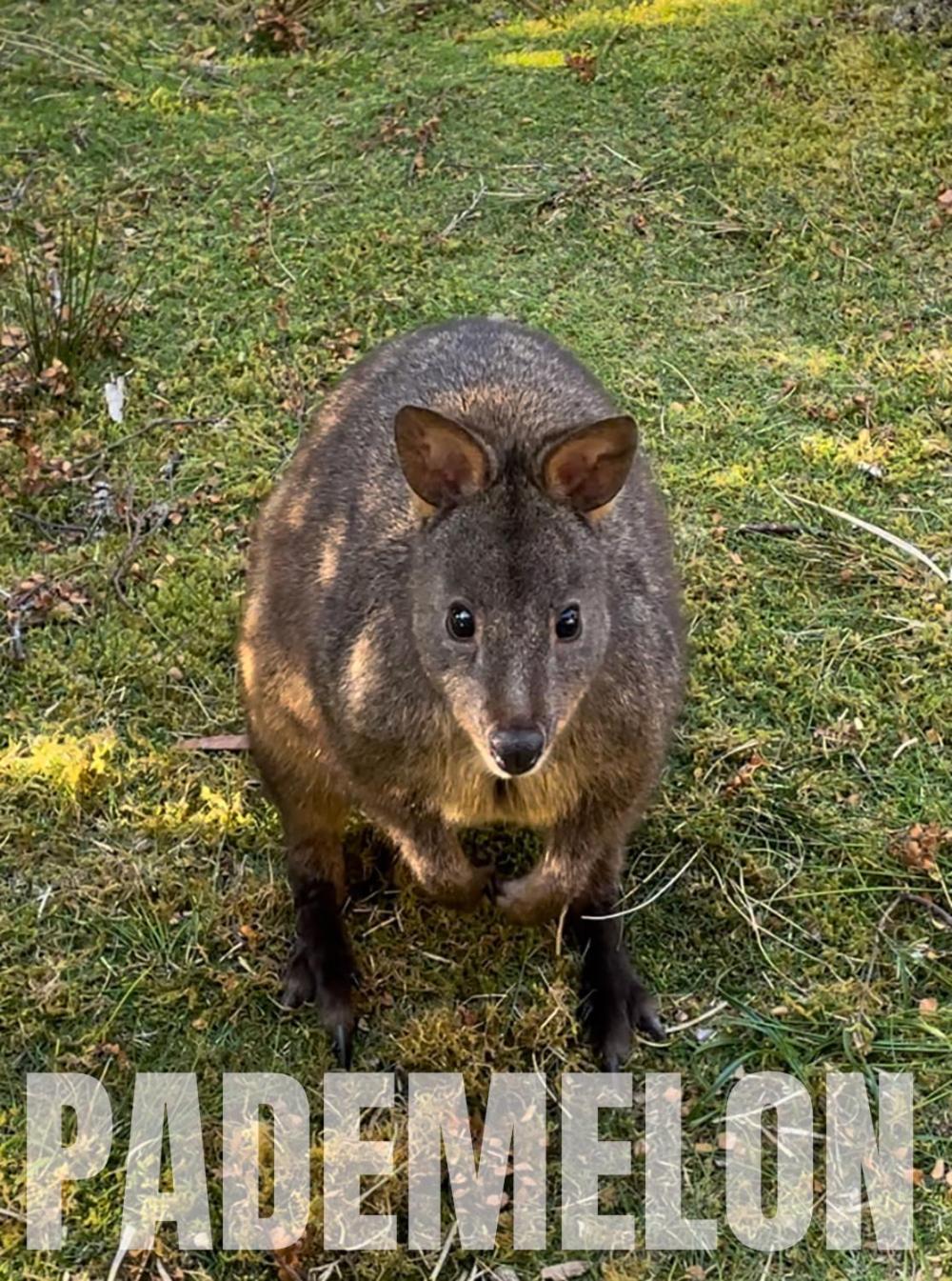 Strahan Wilderness Lodge Zewnętrze zdjęcie